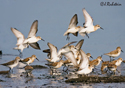 Calidris mauri